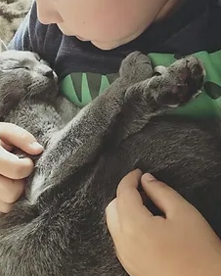 Russian blue kitten testimonial 3
