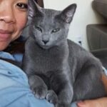 Russian Blue kitten ready for adoption from trusted breeder